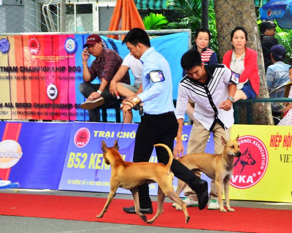 HCM - Nhận Phối Giống Chó Phú Quốc Đực Vàng - Thành tích cao ở Các Dog Show ! - 6