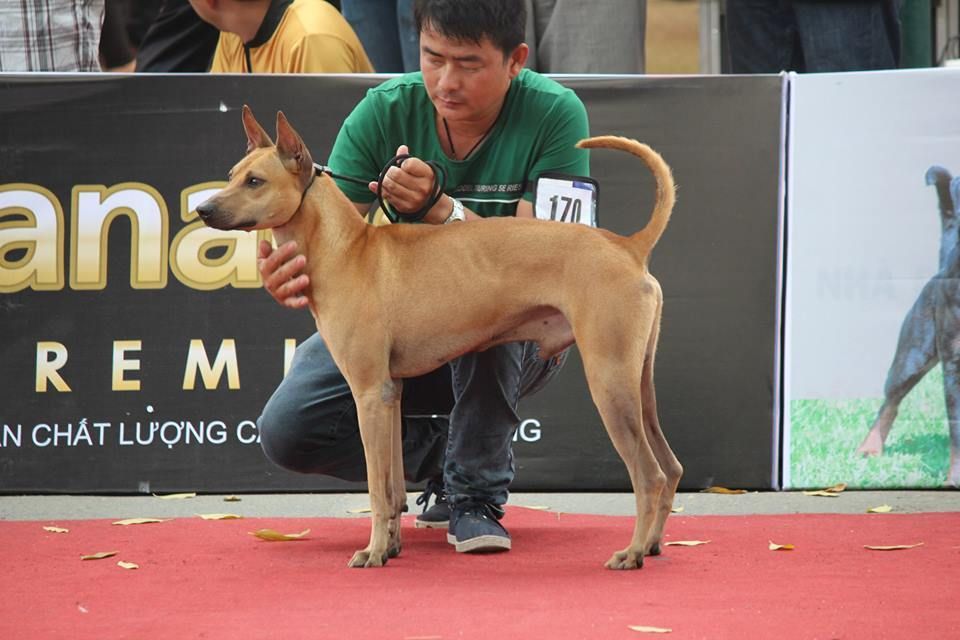 HCM - Nhận Phối Giống Chó Phú Quốc Đực Vàng - Thành tích cao ở Các Dog Show ! - 3