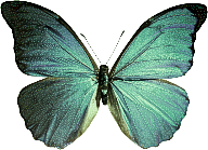  photo butterfly_zpsfcc23f97.png