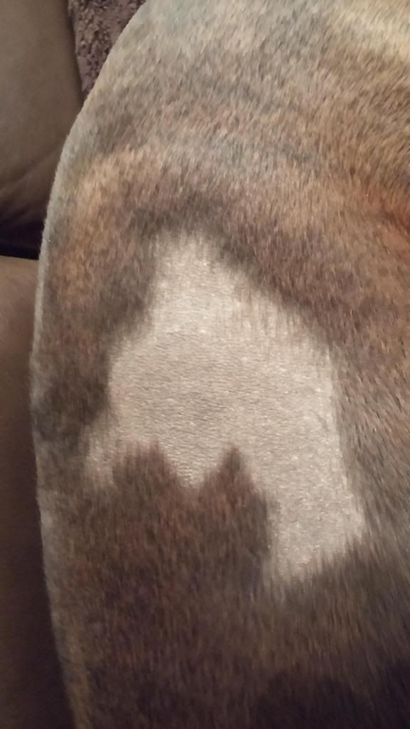 Boxer Forum Boxer Breed Dog Forums Weird bald spot on my Boxer girl