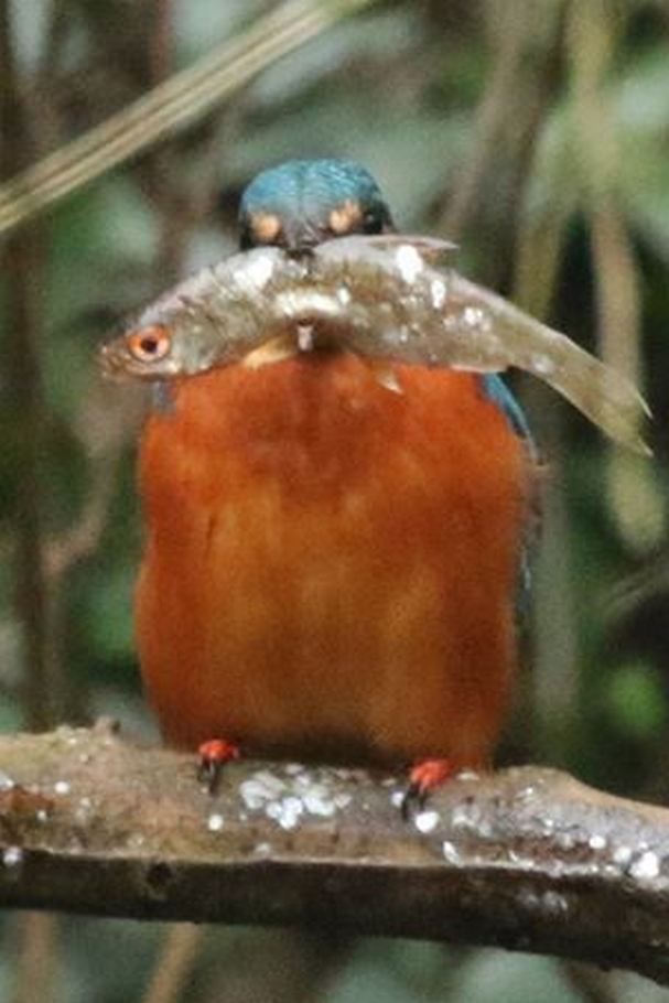 Kingfisher-DC_cr_zpsjuouzyag.jpg