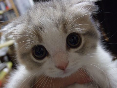 Cutest_kitten_in_the_world_scottish_fold_munchkin_adorable_tiny_asian_lolcat_kitty_baby_zps673a29f8.jpg