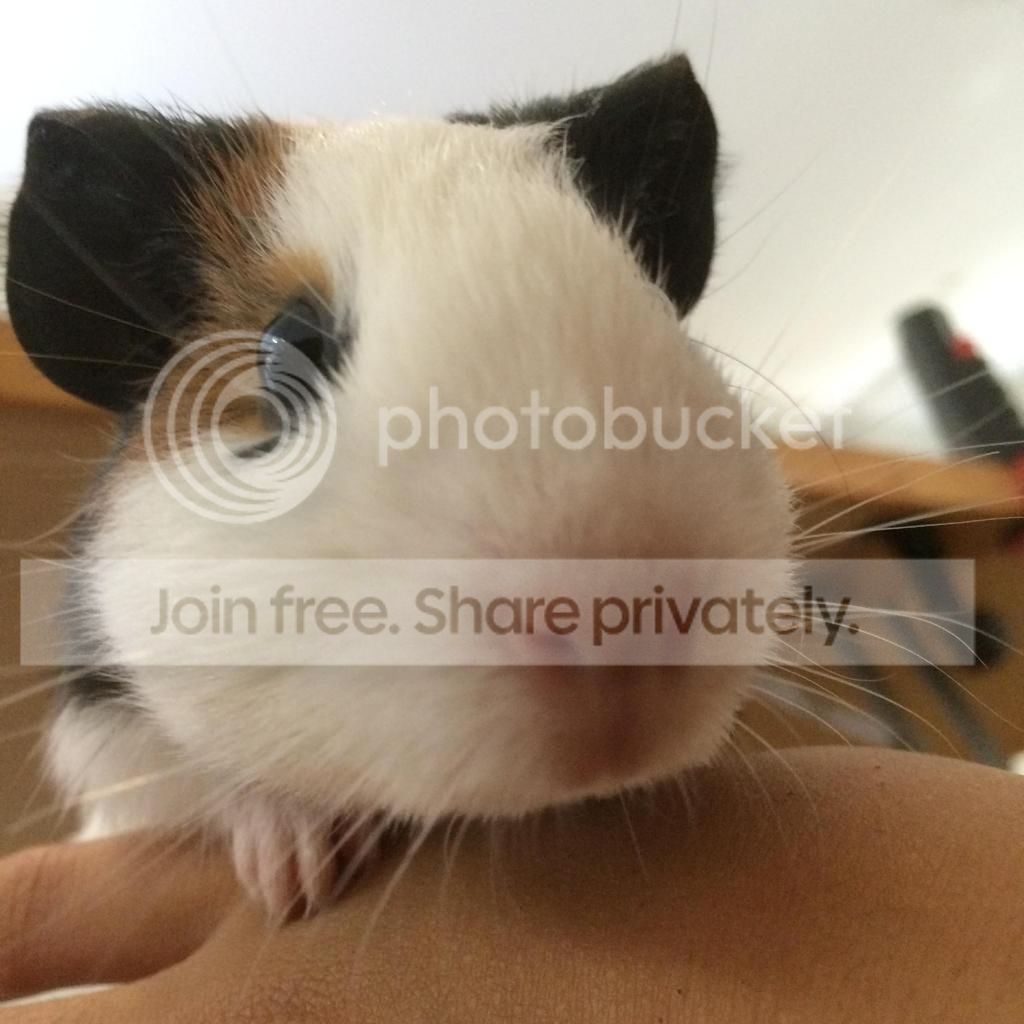 IMG_6541_zpsa8cd25c4.jpg